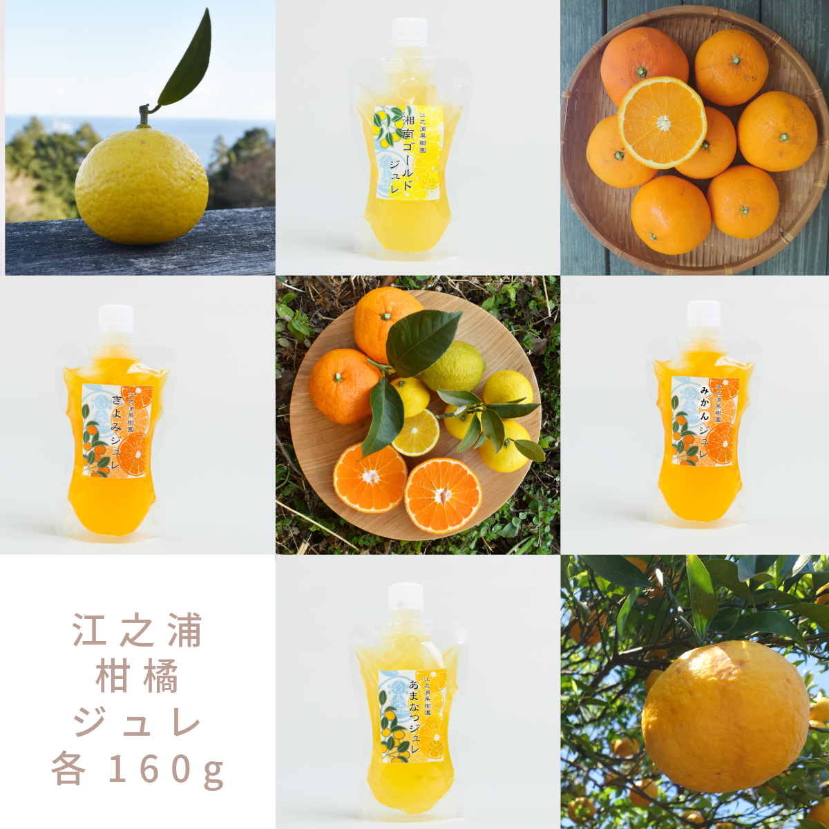 江之浦柑橘ジュレ | 江之浦果樹園 maruesu