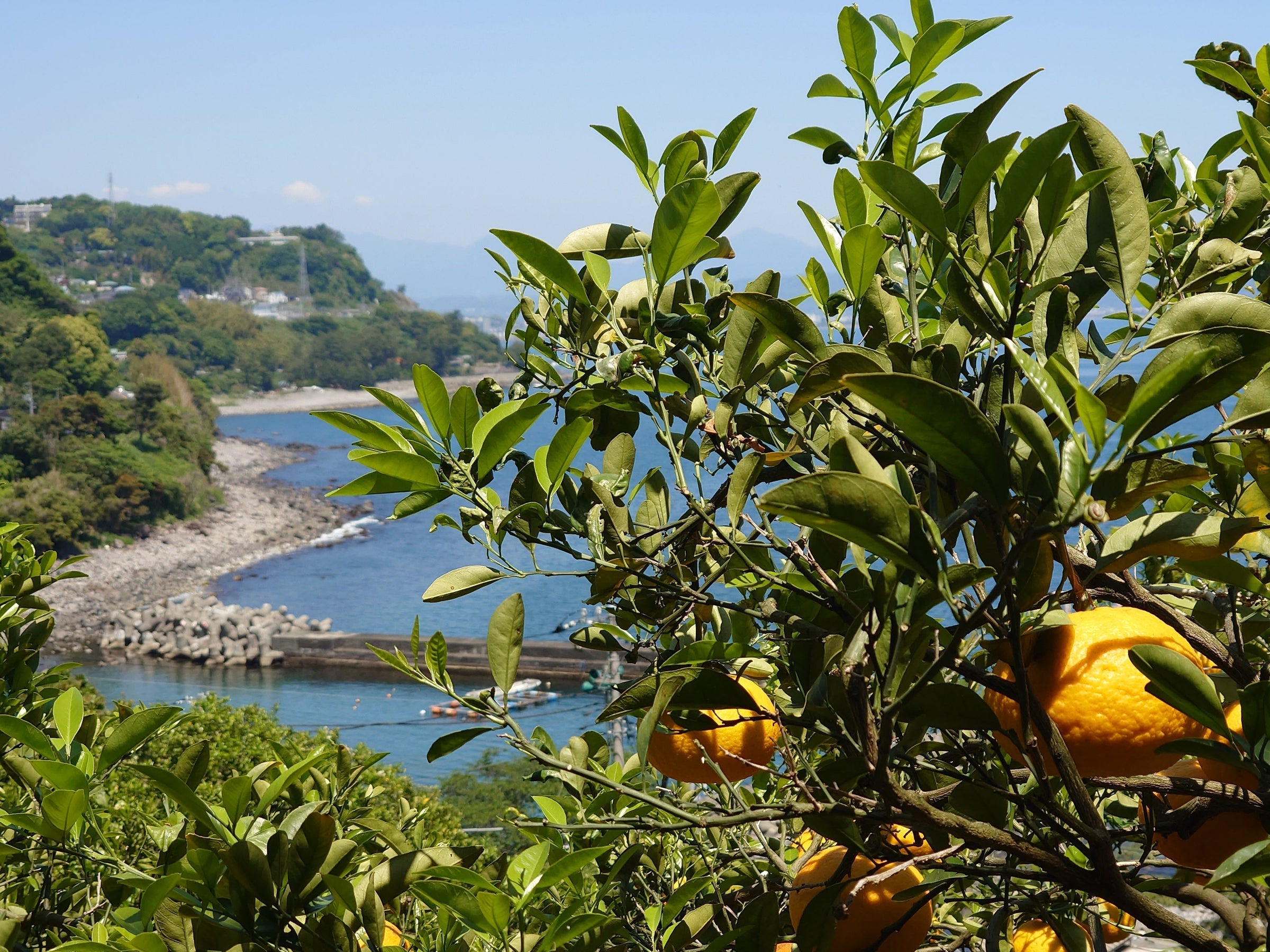 甘夏商品開発ヒストリー～甘夏ナツコの物語 vol.3 | 江之浦果樹園 maruesu