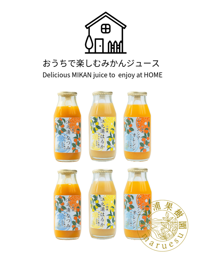 おうちで楽しむききみかんセット】江之浦“新”三役 6本セット | 江之浦