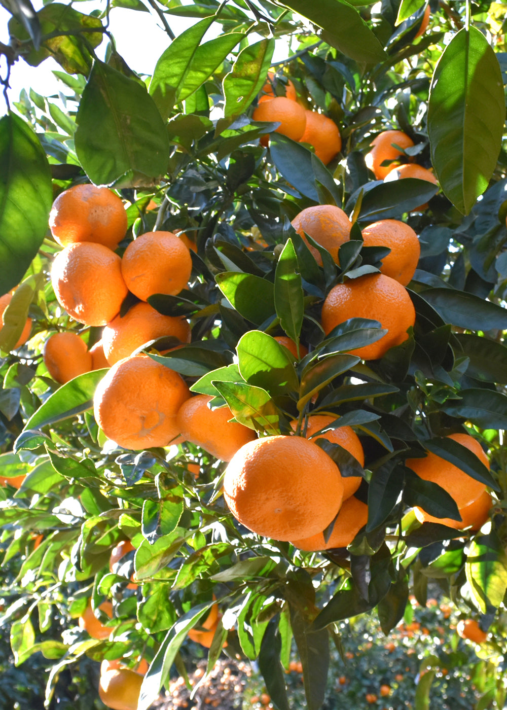 おすすめギフト⓷】江之浦みかん500ml 3本入りギフトセット